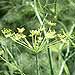 Dill