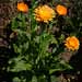 Ringelblume